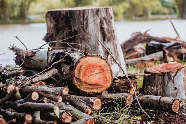 Why You Shouldnt Try to Season Your Own Firewood: Choosing Kiln-Dried –  Cutting Edge Firewood LLC